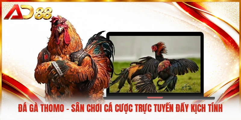 Đá gà Thomo